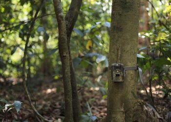 Eyes in the forest: how camera traps empower people and protect biodiversity in Lao PDR – iucn.org
