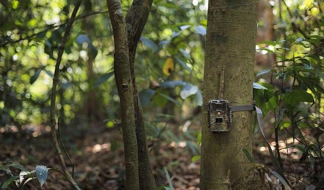 Eyes in the forest: how camera traps empower people and protect biodiversity in Lao PDR – iucn.org