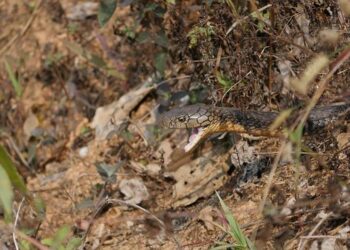 Deadly gun and bomb attacks hit Pakistan’s Balochistan province – BBC