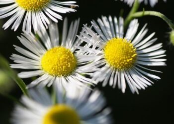 Azerbaijani TURAN rifle attracts NATO interest – Aze.Media