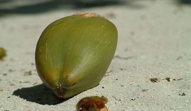 JOALI Maldives Welcomes Hospitality Leader Antonia Mitic as the New Director of Food & Beverage – Travel And Tour World