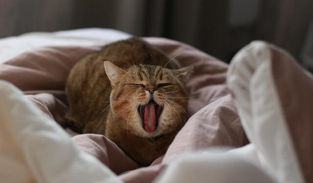 Deputy Prime Minister and Minister of Foreign Affairs: Qatar is a Reliable Partner in Achieving Peace in Region – وزارة الخارجية القطرية