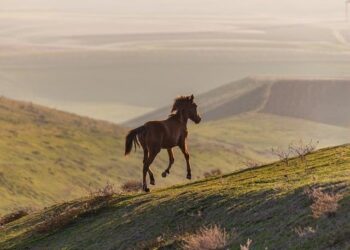 Azerbaijan, Israel eye green energy partnership – Latest news from Azerbaijan