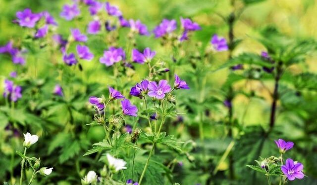 ‘Godfather’ and ‘Apocalypse Now’ actor Robert Duvall dead at 95 – Kuwait Times