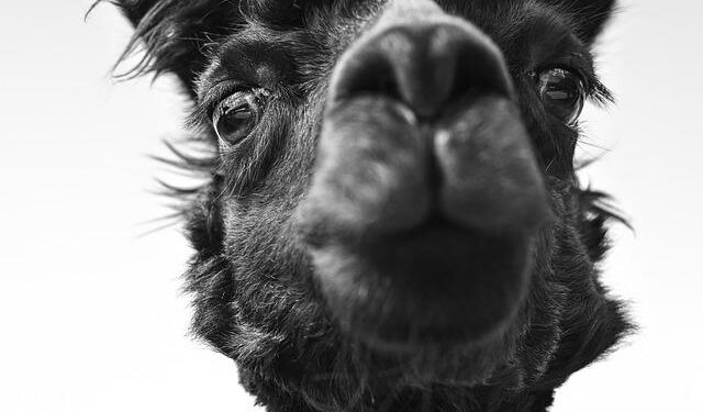 Household Welfare Monitoring in the Lao PDR – World Bank