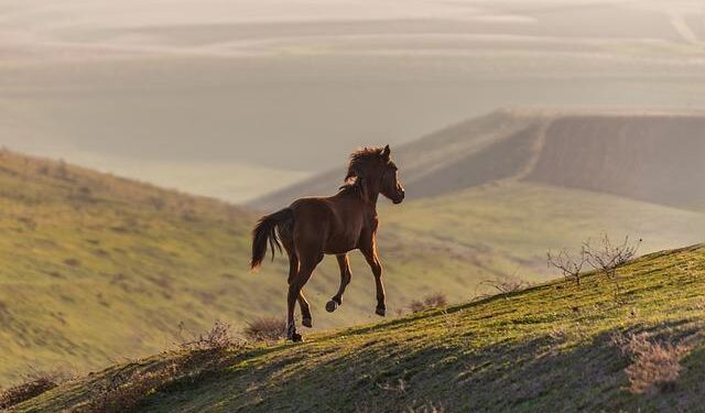 Azerbaijan Invites Pakistan to World Urban Forum in Baku – The Diplomatic Insight