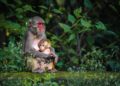 Punch-drunk love: Lonely baby monkey in Japan goes viral – The Japan Times
