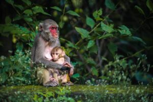 Punch-drunk love: Lonely baby monkey in Japan goes viral – The Japan Times