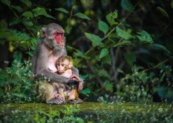 Punch-drunk love: Lonely baby monkey in Japan goes viral – The Japan Times