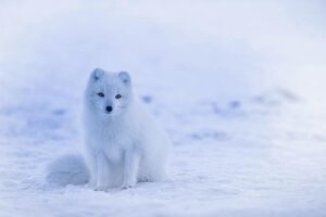 Arctic blast: Kazakhstan braces for -40°C as cold anticyclone moves in – Qazinform