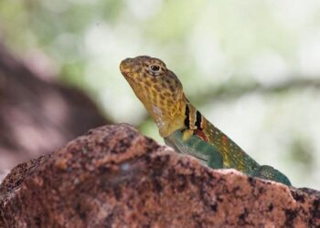 Boomers outgun Qatar in heated Asia Cup encounter – NBL