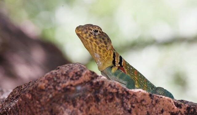 Boomers outgun Qatar in heated Asia Cup encounter – NBL