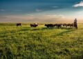 ADB Pilots Project to Restore Mongolia’s Grassland, Support Carbon Market Readiness – Asian Development Bank