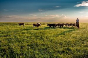 ADB Pilots Project to Restore Mongolia’s Grassland, Support Carbon Market Readiness – Asian Development Bank