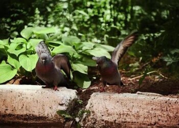 Turkey-Israel rivalry is reshaping West Asia – The Sunday Guardian