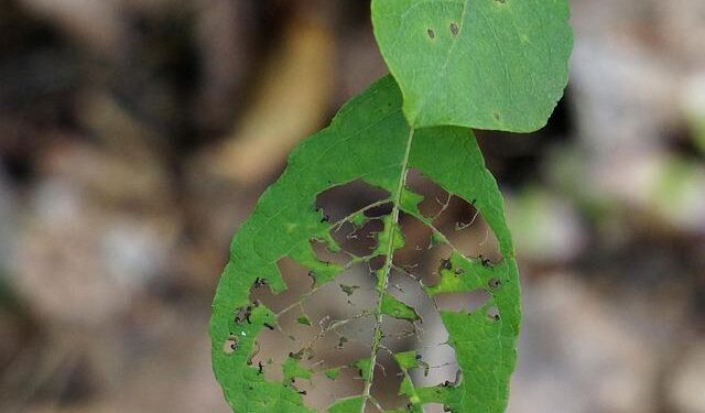 Woman finds live maggots in fried chicken at Malaysia bazaar; netizens raise food safety concerns – AsiaOne