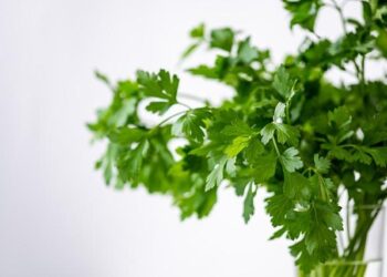 First Asian University Sports Federation regional development programme successfully held in Mongolia – FISU