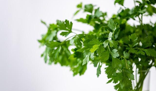 First Asian University Sports Federation regional development programme successfully held in Mongolia – FISU