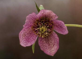 Billy in Dili, a Greek in Timor Leste – Neos Kosmos