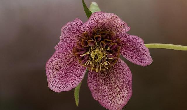 Billy in Dili, a Greek in Timor Leste – Neos Kosmos