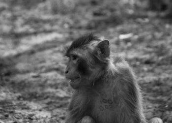 US transfers ISIL detainees to Iraq as northeast Syria base draws down – Al Jazeera