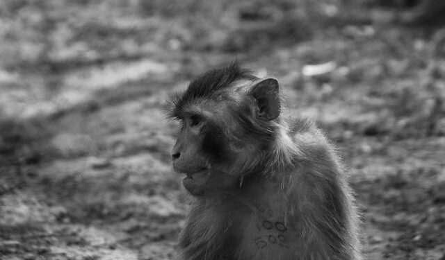 US transfers ISIL detainees to Iraq as northeast Syria base draws down – Al Jazeera