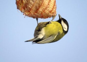 Hunger in Afghanistan 🇦🇫 Conflict & Natural Disasters – World Food Program USA