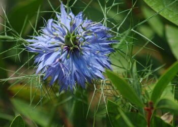 Nigel Farage claims the Maldives will challenge Chagos Islands deal – The Independent