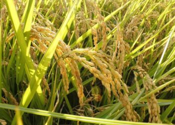 Melikyan names Armenia squad for Belarus friendly – Armenpress