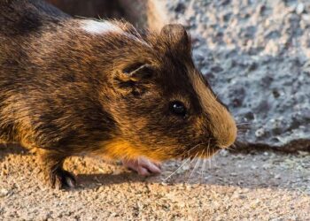 Commissioner Cui Jianchun met with new Consul General of Brunei Darussalam in Hong Kong – 外交部驻港公署