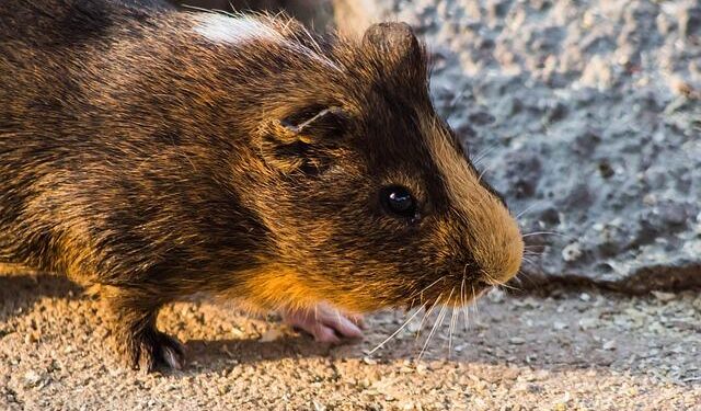 Commissioner Cui Jianchun met with new Consul General of Brunei Darussalam in Hong Kong – 外交部驻港公署