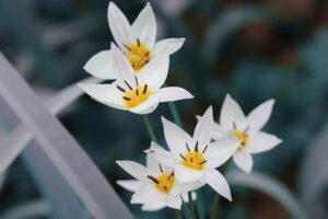 Tulip fair held in Bishkek, Kyrgyzstan – Xinhua