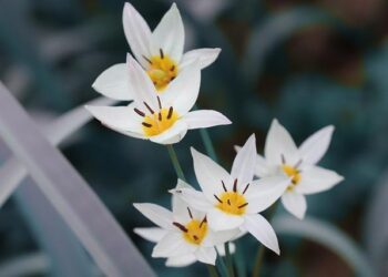 Tulip fair held in Bishkek, Kyrgyzstan – Xinhua