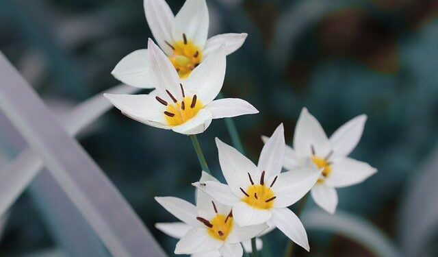 Tulip fair held in Bishkek, Kyrgyzstan – Xinhua