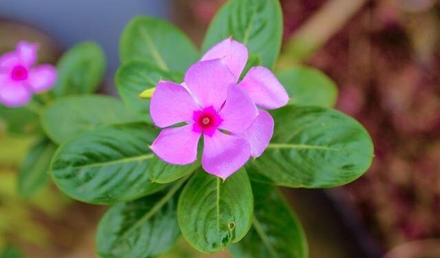 Rohingya Refugee Crisis Explained – USA for UNHCR