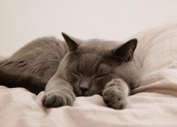 The British outpost that quietly holds more US debt than China – Asia Times