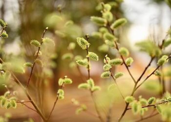 Strong Turnout Marks Palm Sunday Celebrations Across Malaysia – Radio Veritas Asia