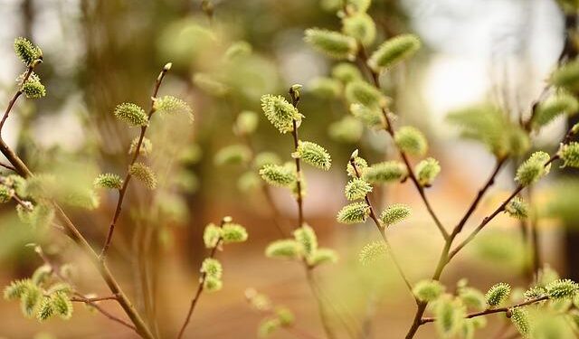 Strong Turnout Marks Palm Sunday Celebrations Across Malaysia – Radio Veritas Asia