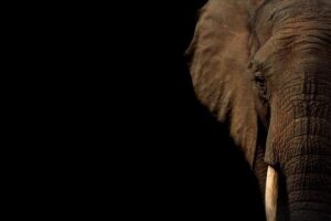 Elephant painted bright pink for photoshoot prompts investigation in India – Yahoo News Canada