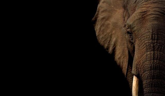 Elephant painted bright pink for photoshoot prompts investigation in India – Yahoo News Canada