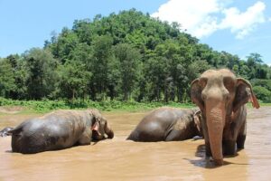 How We Spent Our Family Vacation in Thailand: Rescued Elephants, Flower Markets, and Nightly Uno – Condé Nast Traveler