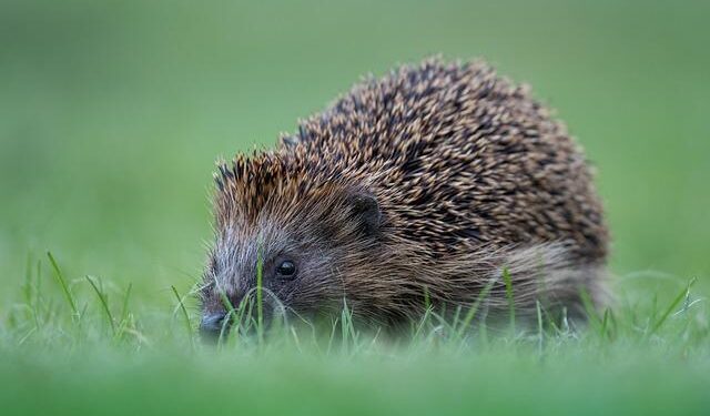 Spurs Guard Steph Castle Shows Off an Air Jordan 40 Infrared PE in Slam Magazine Shoot – Sole Retriever