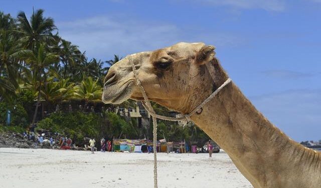 CNN’s Kaitlan Collins Defends Press Access in Saudi Arabia – National Today