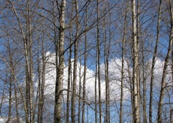 French court to rule on Lafarge funding of Syria jihadists – Yahoo