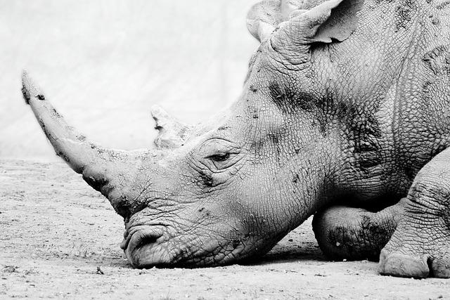 They Come Right Past the House”: Embracing Life with Rhinos as Their Numbers Soar in Nepal
