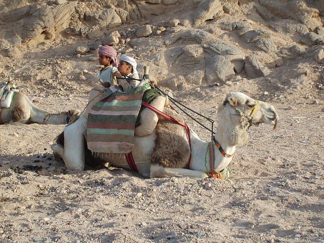 Heroic Rescue: Baby Camel Saved from Canal in Kazakh Village – Watch the Heartwarming Video!