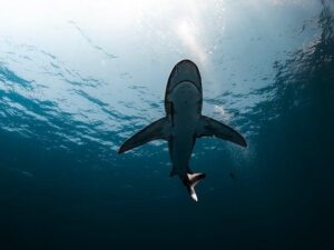 Maldives shark attack: Spanish honeymooner breaks silence after losing leg in ‘savage’ tiger shark ordeal – Sur in English