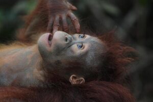 Borneo gains a new prominence in Malaysia’s political landscape – Engelsberg Ideas