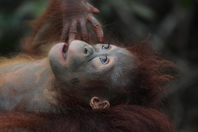 Borneo Emerges as a Key Player in Malaysia’s Political Future