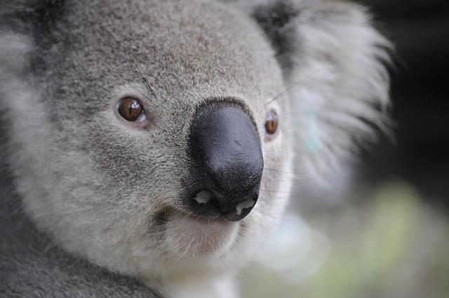 How Will Australia’s New Stance on Palestine Reshape Its Regional Alliances?